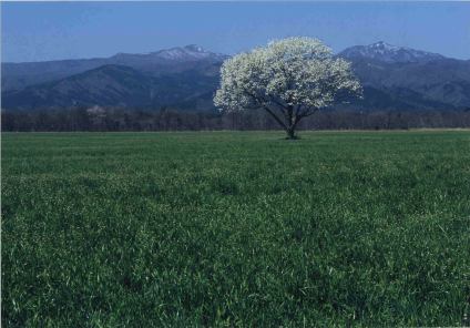 千本松農場（一本桜）.jpg